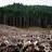 Албанија забрани да се сечат шумите во следните десет години